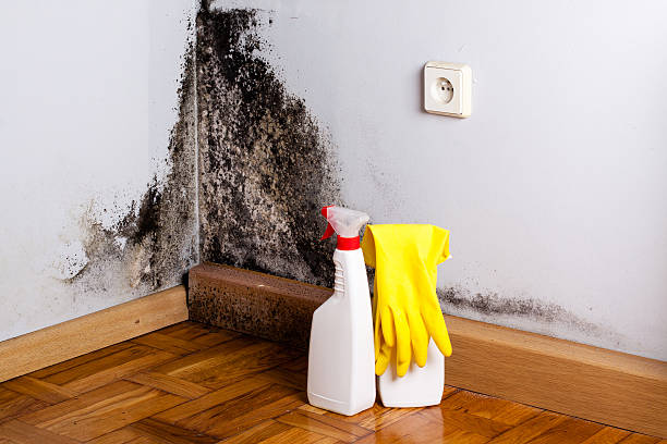 Best Mold Testing and Inspection Services in Lyles, TN