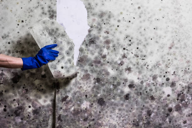 Best White Mold Remediation in Lyles, TN